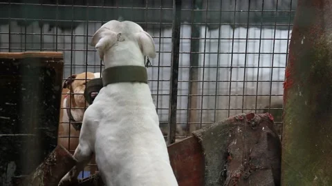 Two Pitbull Dogs Facing Each Other Behind Metal Fence Stock Footage 330059989