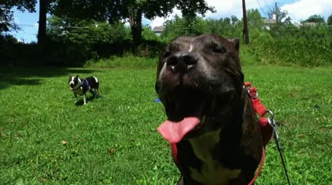 Two Pitbulls Stock Footage 11208882