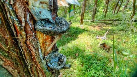 Two places of tapping pine sap Stock Photos