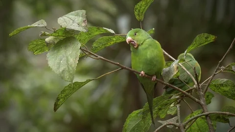 Two Plain parakeet sitting on a tree and looking around Stock-Footage 94230678