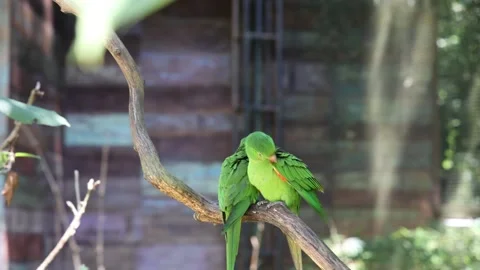 Two Plain Parakeets Stock Footage 227575833