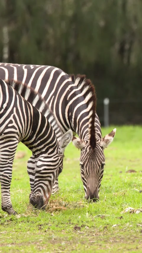 Two Plains Zebras Grazing Together on Green Grassland Stock Footage 346276474
