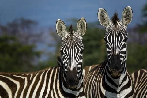 Two plains zebras stand face to face near Lake Nakuru, Rift Valley Province.. Stock Photos