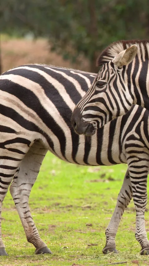 Two Plains Zebras Standing on Green Grassland in Open Safari Enclosure Stock Footage 346271576