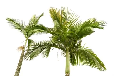 Two plam trees isolated on the white background Stock Photos