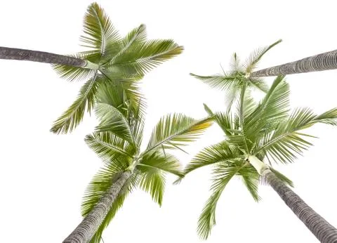 Two plam trees isolated on the white background Stock Photos