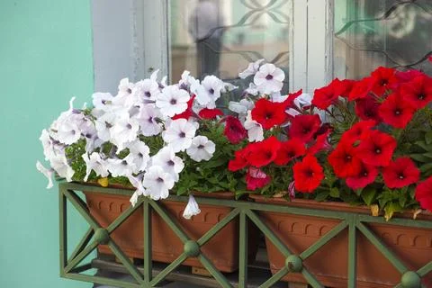 Two planter boxes with white and red petunias hanging under a window Stock Photos