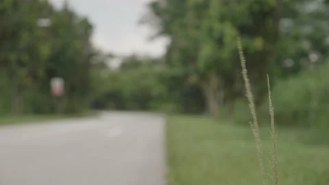 Two plants blowing in the wind by the roadside surrounded by greenery Video stock 229828314