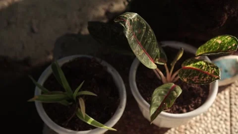 Two plants in flower pots exposed to the afternoon sun in the yard Stock Footage 185451860
