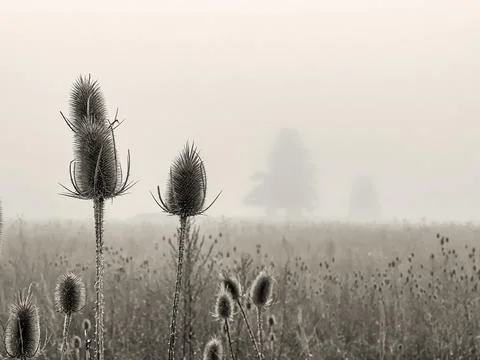 Two plants in foreground with the equal settings with to silhouetted trees in Stock Photos