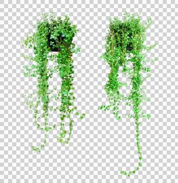 Two plants hanging from the ceiling, Hanging Green Plants set on Transparent Foto stock