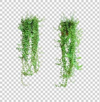 Two plants hanging from the ceiling, Hanging Green Plants set on Transparent Stock-Fotos