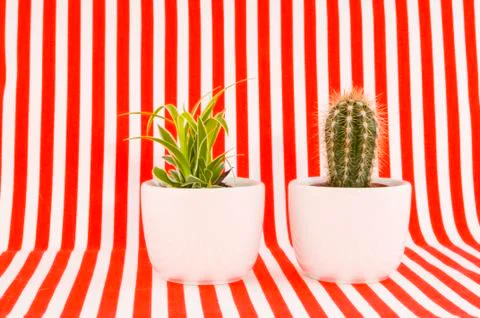 Two plants Stock Photos