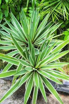 Two plants with sharp leaves Stock Photos