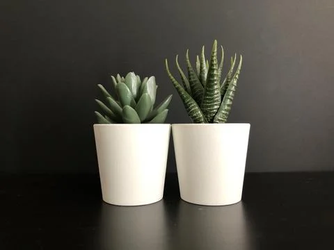 Two plants in white pots Stock Photos