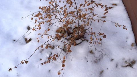 Two Plants in Winter 스톡 동영상 127634311