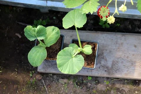 Two plastic cups with pumpkin seedlings in a greenhouse Stock Photos