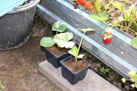 Two plastic cups with pumpkin seedlings in a greenhouse Stock Photos