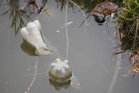 Two plastic drink bottles floating in the lake, dangerous plastic garbage. ca Stock Photos