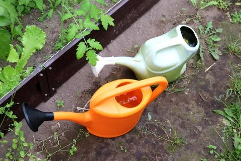 Two plastic watering cans filled with water in a greenhouse Stock Photos