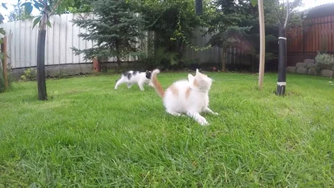 Two playful cat playing outside, in the garden Stock Footage 151867591