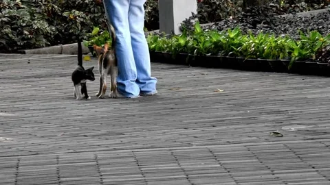Two playful cats going around a human at a park while walking Stock Footage 281336806