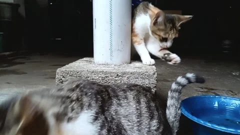 Two playful cats playing outside Stock Footage 253584901