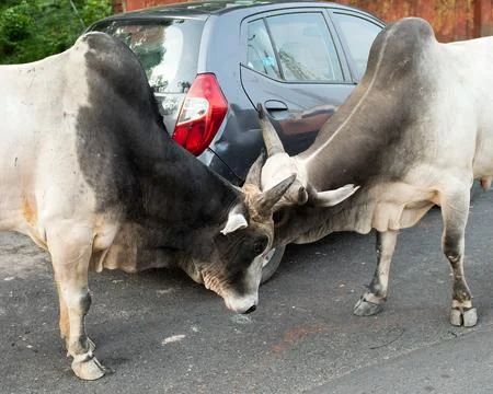 Two playful cows locking heads in street in India Stock-Fotos