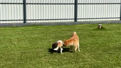 Two Playful Dogs Explore a Sunny Backyard Filled With Lush Grass Stock Footage 316691999
