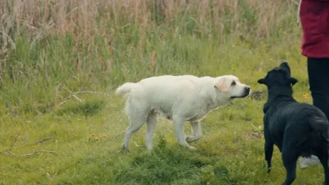 Two playful dogs interact with their owner in a grassy field Stock Footage 308030211