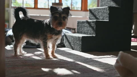 Two playful dogs seem running around Stock Footage 201058764