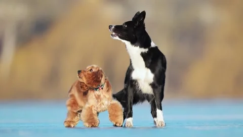 Two playful dogs, a Spaniel and Border Collie, chase each other on icy lake Stock Footage 305094791