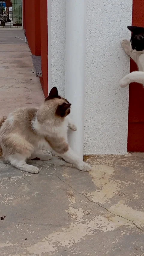 Two playful funny cats interact outdoors, one black and white, the other cream Stock Footage 317950056