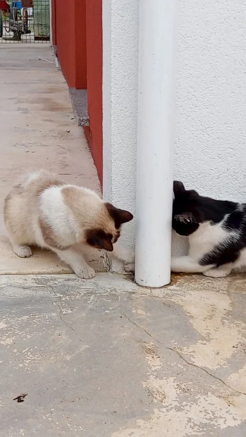 Two playful funny cats interact outdoors, one black and white, the other cream Stock Footage 318554628