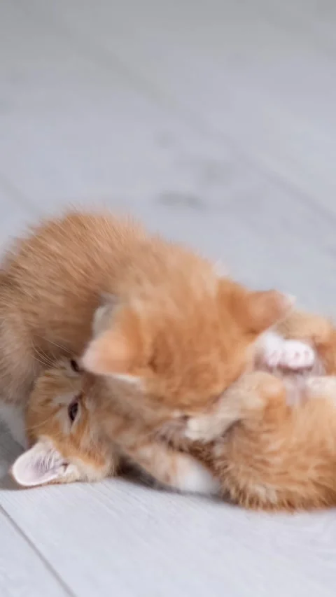 Two playful ginger kittens wrestling and playing together on the floor indoors, Stock Footage 342526743