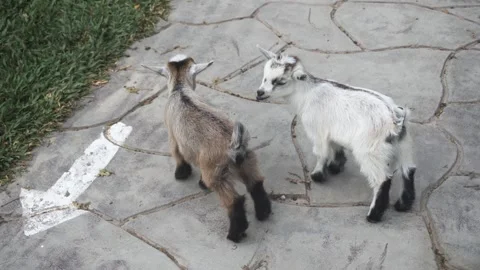 Two Playful Goats Exploring a Stone Path in a Green Garden Stock Footage 301185717