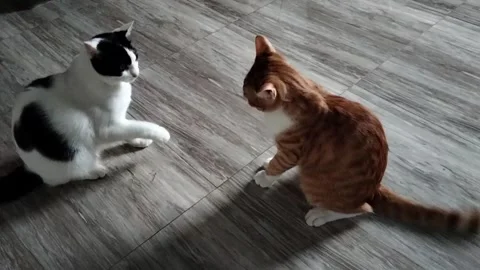Two Playful House Cats Facing Off Before Play Fight on Indoor Wood Floor Stock Footage 285483835
