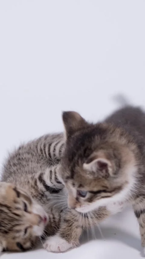 Two playful kittens playing together on a clean white studio background. Veterin Stock Footage 342527325