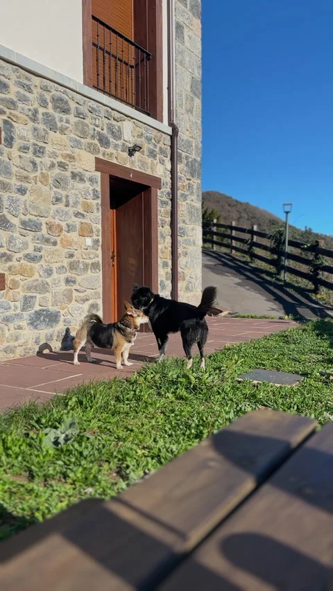 Two playful mountain dogs having fun together in alpine countryside 스톡 동영상 339216132