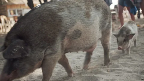 Two playful pigs explore sandy beach area surrounded by people enjoying day Stock Footage 321599287