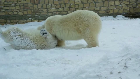 Two playful polar bears. Stock Footage 87066682