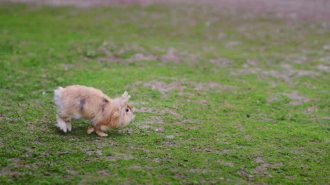 Two playful rabbits running and fighting on a sunny meadow by the lake in 4K Stock Footage 335548183