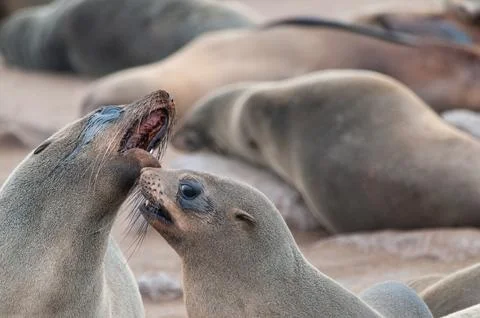 Two playful seals Stock Photos