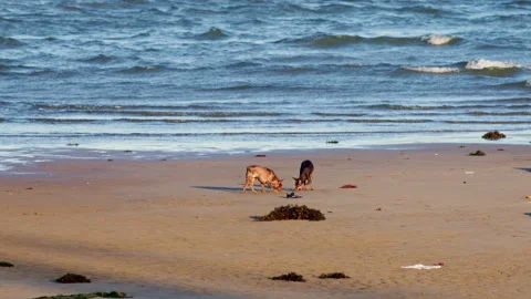 Two playful small dogs running and sniffing around on a sandy beach Stock Footage 338343520