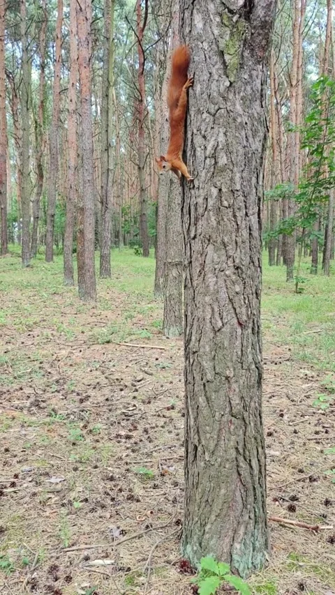 Two playful squirrels interacting on forest floor together Stock Footage 314137964