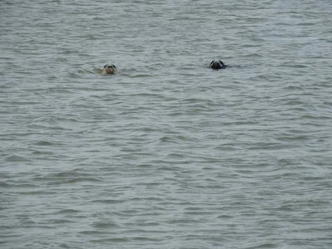 Two playfull seals Foto stock