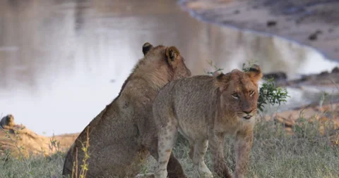 Two playfull young lions in Botswana Stock Footage 303311567