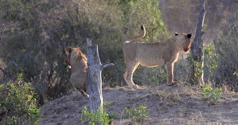 Two playfull young lions in Botswana Stock Footage 303311943