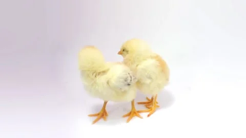 Two playing chicken Stock Footage 126117712