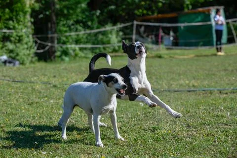 Two Playing Dogs Stock Photos